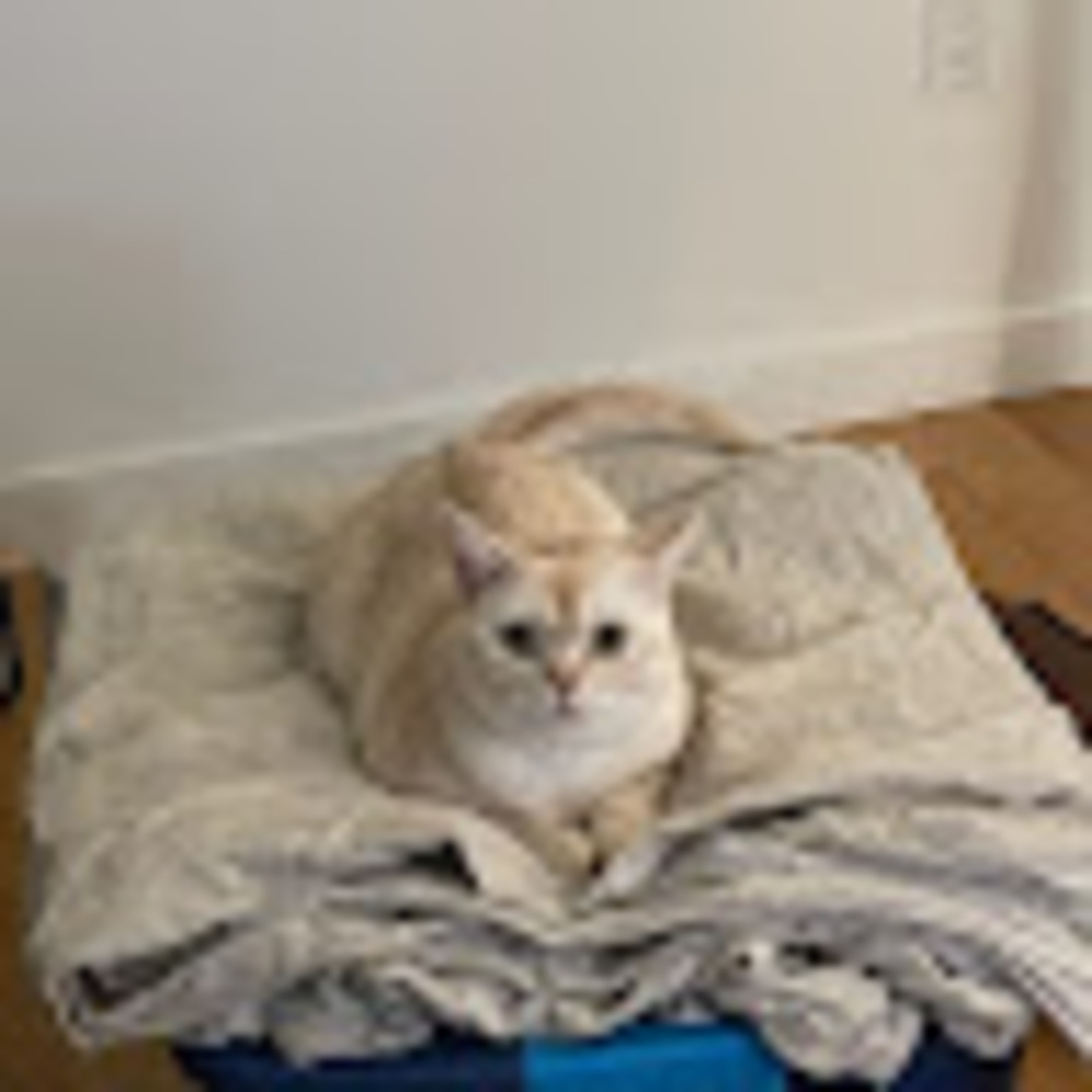 Meet your Posher, Stella